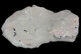 Fossil Lobster (Meyeria) - Cretaceous, Isle of Wight #92915-1